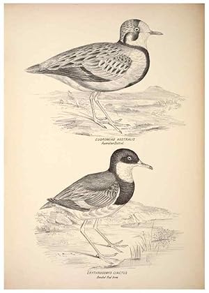 Seller image for Reproduccin/Reproduction 6797549358: Companion to Goulds Handbook; or, Synopsis of the birds of Australia. Brisbane,Thorne & Greenwell,1877. for sale by EL BOLETIN