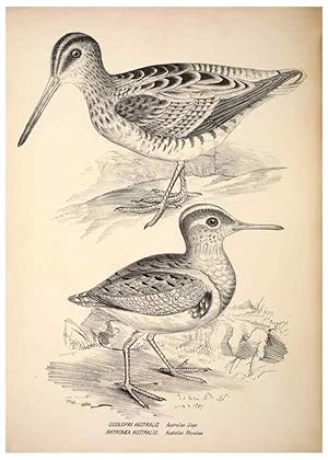 Seller image for Reproduccin/Reproduction 6797551858: Companion to Goulds Handbook; or, Synopsis of the birds of Australia. Brisbane,Thorne & Greenwell,1877. for sale by EL BOLETIN