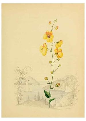Seller image for Reproduccin/Reproduction 6984401857: American wild flowers in their native haunts. G.S. Appleton for sale by EL BOLETIN