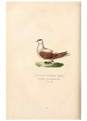 Seller image for Reproduccin/Reproduction 7042541647: Les pigeons. Paris,Audot,1824. for sale by EL BOLETIN