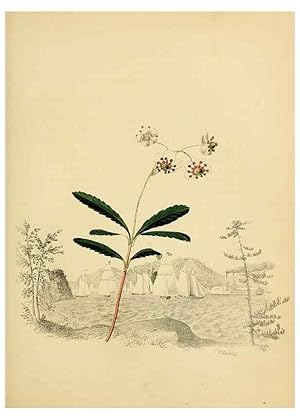 Seller image for Reproduccin/Reproduction 6838277912: American wild flowers in their native haunts. G.S. Appleton for sale by EL BOLETIN