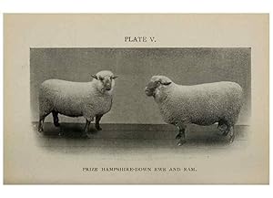 Seller image for Reproduccin/Reproduction 6791996614: Biggle sheep book,. Philadelphia,Wilmer Atkinson co.,1912. for sale by EL BOLETIN