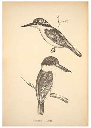 Seller image for Reproduccin/Reproduction 6943634511: Companion to Goulds Handbook; or, Synopsis of the birds of Australia. Brisbane,Thorne & Greenwell,1877. for sale by EL BOLETIN