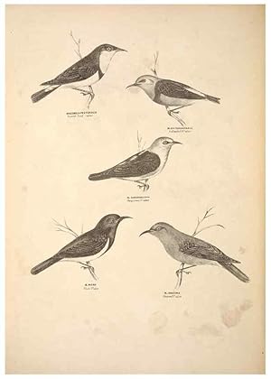 Seller image for Reproduccin/Reproduction 6797533666: Companion to Goulds Handbook; or, Synopsis of the birds of Australia. Brisbane,Thorne & Greenwell,1877. for sale by EL BOLETIN