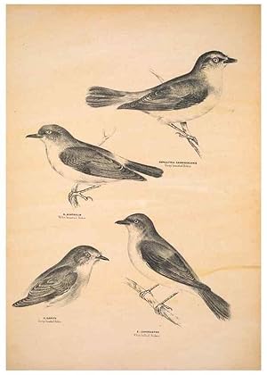 Seller image for Reproduccin/Reproduction 6943639349: Companion to Goulds Handbook; or, Synopsis of the birds of Australia. Brisbane,Thorne & Greenwell,1877. for sale by EL BOLETIN