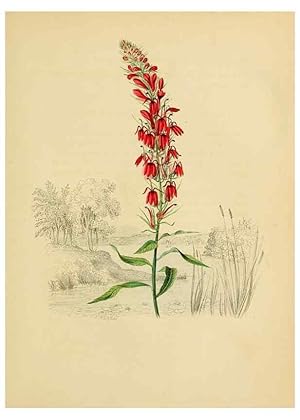 Seller image for Reproduccin/Reproduction 6984403039: American wild flowers in their native haunts. G.S. Appleton for sale by EL BOLETIN