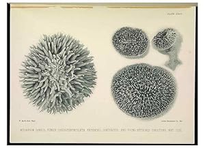 Seller image for Reproduccin/Reproduction 6898565848: The Great Barrier Reef of Australia;. London :W.H. Allen,[1893] for sale by EL BOLETIN