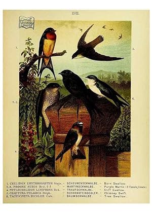 Immagine del venditore per Reproduccin/Reproduction 6916126347: Our native birds of song and beauty,. Milwaukee,G. Brumder,1893-96. venduto da EL BOLETIN
