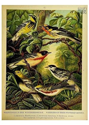 Immagine del venditore per Reproduccin/Reproduction 6916121839: Our native birds of song and beauty,. Milwaukee,G. Brumder,1893-96. venduto da EL BOLETIN