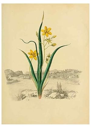 Seller image for Reproduccin/Reproduction 6984403315: American wild flowers in their native haunts. G.S. Appleton for sale by EL BOLETIN