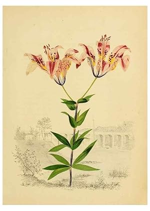 Seller image for Reproduccin/Reproduction 6984403677: American wild flowers in their native haunts. G.S. Appleton for sale by EL BOLETIN