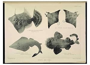 Seller image for Reproduccin/Reproduction 7044670099: The Great Barrier Reef of Australia;. London :W.H. Allen,[1893] for sale by EL BOLETIN