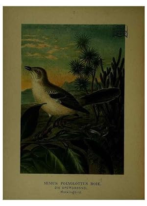 Immagine del venditore per Reproduccin/Reproduction 6916114543: Our native birds of song and beauty,. Milwaukee,G. Brumder,1893-96. venduto da EL BOLETIN