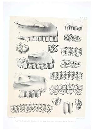 Seller image for Reproduccin/Reproduction 6946447407: The extinct mammalian fauna of Dakota and Nebraska :. Philadelphia :Published for the Academy, by J.B. Lippincott,1869. for sale by EL BOLETIN