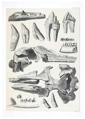 Seller image for Reproduccin/Reproduction 6800345922: The extinct mammalian fauna of Dakota and Nebraska :. Philadelphia :Published for the Academy, by J.B. Lippincott,1869. for sale by EL BOLETIN