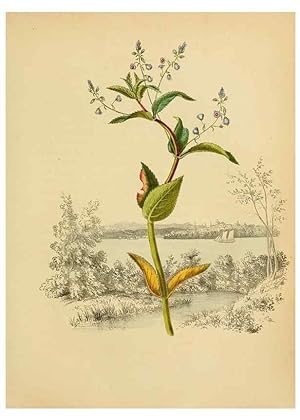 Seller image for Reproduccin/Reproduction 6984401491: American wild flowers in their native haunts. G.S. Appleton for sale by EL BOLETIN