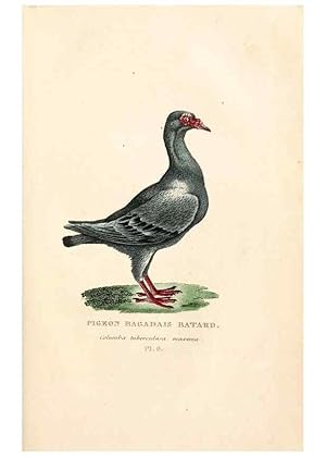 Imagen del vendedor de Reproduccin/Reproduction 7042537315: Les pigeons. Paris,Audot,1824. a la venta por EL BOLETIN