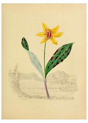 Seller image for Reproduccin/Reproduction 6838278294: American wild flowers in their native haunts. G.S. Appleton for sale by EL BOLETIN