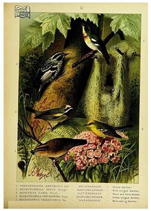Immagine del venditore per Reproduccin/Reproduction 6916120691: Our native birds of song and beauty,. Milwaukee,G. Brumder,1893-96. venduto da EL BOLETIN