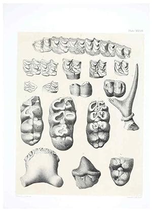 Seller image for Reproduccin/Reproduction 6800345026: The extinct mammalian fauna of Dakota and Nebraska :. Philadelphia :Published for the Academy, by J.B. Lippincott,1869. for sale by EL BOLETIN