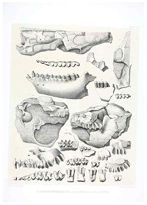 Seller image for Reproduccin/Reproduction 6800339184: The extinct mammalian fauna of Dakota and Nebraska :. Philadelphia :Published for the Academy, by J.B. Lippincott,1869. for sale by EL BOLETIN