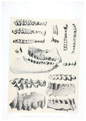 Seller image for Reproduccin/Reproduction 6946445537: The extinct mammalian fauna of Dakota and Nebraska :. Philadelphia :Published for the Academy, by J.B. Lippincott,1869. for sale by EL BOLETIN