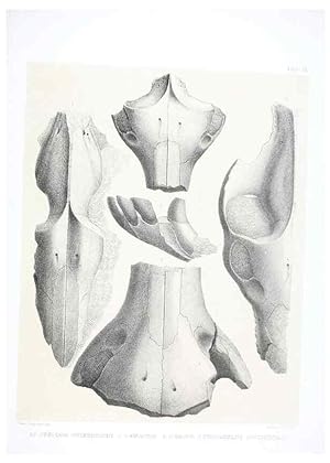 Seller image for Reproduccin/Reproduction 6800338194: The extinct mammalian fauna of Dakota and Nebraska :. Philadelphia :Published for the Academy, by J.B. Lippincott,1869. for sale by EL BOLETIN