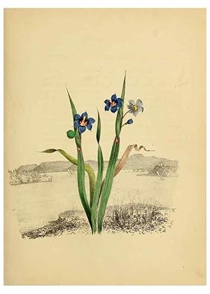 Seller image for Reproduccin/Reproduction 6984398787: American wild flowers in their native haunts. G.S. Appleton for sale by EL BOLETIN