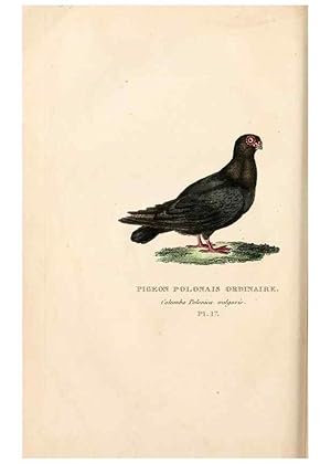 Seller image for Reproduccin/Reproduction 7042542223: Les pigeons. Paris,Audot,1824. for sale by EL BOLETIN