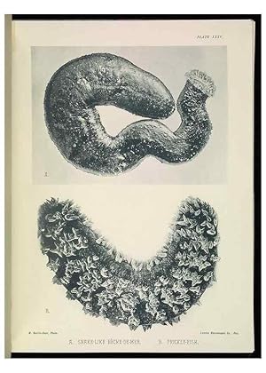Seller image for Reproduccin/Reproduction 6898570454: The Great Barrier Reef of Australia;. London :W.H. Allen,[1893] for sale by EL BOLETIN