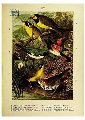 Immagine del venditore per Reproduccin/Reproduction 6916123449: Our native birds of song and beauty,. Milwaukee,G. Brumder,1893-96. venduto da EL BOLETIN