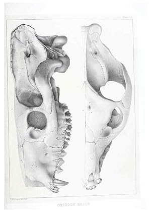 Seller image for Reproduccin/Reproduction 6800337860: The extinct mammalian fauna of Dakota and Nebraska :. Philadelphia :Published for the Academy, by J.B. Lippincott,1869. for sale by EL BOLETIN