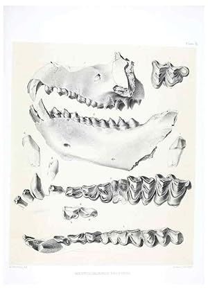 Seller image for Reproduccin/Reproduction 6800338490: The extinct mammalian fauna of Dakota and Nebraska :. Philadelphia :Published for the Academy, by J.B. Lippincott,1869. for sale by EL BOLETIN