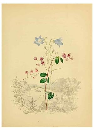 Seller image for Reproduccin/Reproduction 6984400739: American wild flowers in their native haunts. G.S. Appleton for sale by EL BOLETIN
