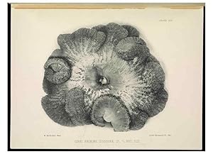 Seller image for Reproduccin/Reproduction 7044661145: The Great Barrier Reef of Australia;. London :W.H. Allen,[1893] for sale by EL BOLETIN