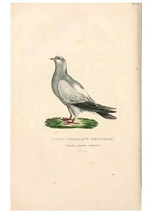 Imagen del vendedor de Reproduccin/Reproduction 7042544887: Les pigeons. Paris,Audot,1824. a la venta por EL BOLETIN