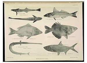 Seller image for Reproduccin/Reproduction 7044669231: The Great Barrier Reef of Australia;. London :W.H. Allen,[1893] for sale by EL BOLETIN