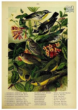 Immagine del venditore per Reproduccin/Reproduction 6916122679: Our native birds of song and beauty,. Milwaukee,G. Brumder,1893-96. venduto da EL BOLETIN