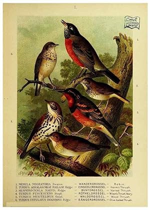 Immagine del venditore per Reproduccin/Reproduction 6916113551: Our native birds of song and beauty,. Milwaukee,G. Brumder,1893-96. venduto da EL BOLETIN