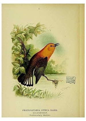 Immagine del venditore per Reproduccin/Reproduction 6916119877: Our native birds of song and beauty,. Milwaukee,G. Brumder,1893-96. venduto da EL BOLETIN