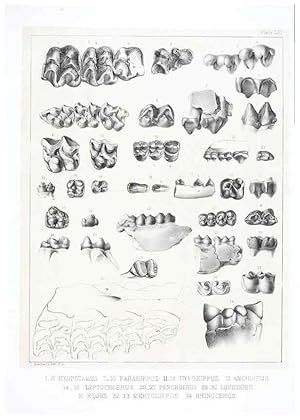 Imagen del vendedor de Reproduccin/Reproduction 6800342246: The extinct mammalian fauna of Dakota and Nebraska :. Philadelphia :Published for the Academy, by J.B. Lippincott,1869. a la venta por EL BOLETIN