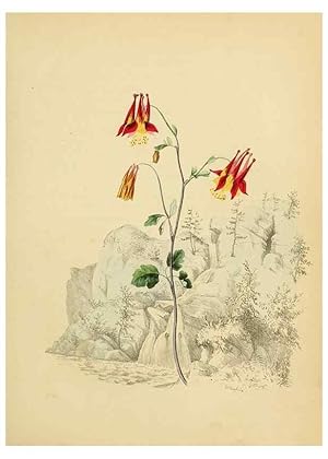 Seller image for Reproduccin/Reproduction 6984398511: American wild flowers in their native haunts. G.S. Appleton for sale by EL BOLETIN