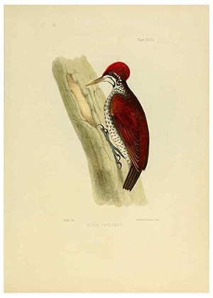 Image du vendeur pour Reproduccin/Reproduction 6418334953: Illustrations of Indian ornithology Madras :Printed by P.R. Hunt, American Mission Press,1847 mis en vente par EL BOLETIN