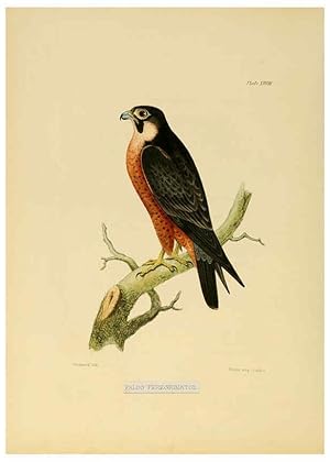 Image du vendeur pour Reproduccin/Reproduction 6418328183: Illustrations of Indian ornithology Madras :Printed by P.R. Hunt, American Mission Press,1847 mis en vente par EL BOLETIN