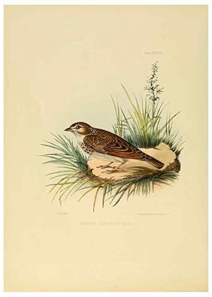 Image du vendeur pour Reproduccin/Reproduction 6418331929: Illustrations of Indian ornithology Madras :Printed by P.R. Hunt, American Mission Press,1847 mis en vente par EL BOLETIN