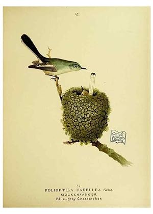 Immagine del venditore per Reproduccin/Reproduction 6916117025: Our native birds of song and beauty,. Milwaukee,G. Brumder,1893-96. venduto da EL BOLETIN
