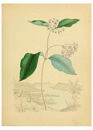 Seller image for Reproduccin/Reproduction 6838276656: American wild flowers in their native haunts. G.S. Appleton for sale by EL BOLETIN