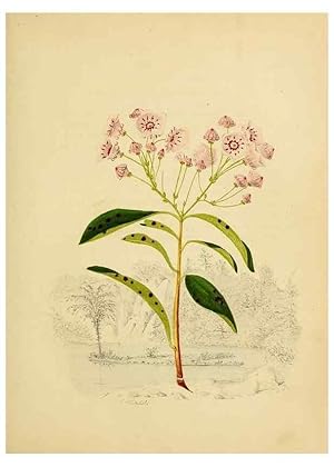 Seller image for Reproduccin/Reproduction 6984399065: American wild flowers in their native haunts. G.S. Appleton for sale by EL BOLETIN