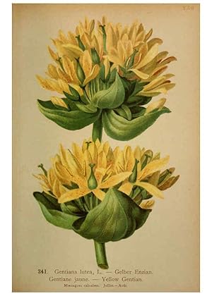 Seller image for Reproduccin/Reproduction 6389270039: Atlas de la flora alpine 4. Genve,Georg & Co.,1899 for sale by EL BOLETIN