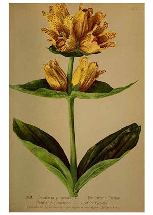 Bild des Verkufers fr Reproduccin/Reproduction 6389271037: Atlas de la flora alpine 4. Genve,Georg & Co.,1899 zum Verkauf von EL BOLETIN